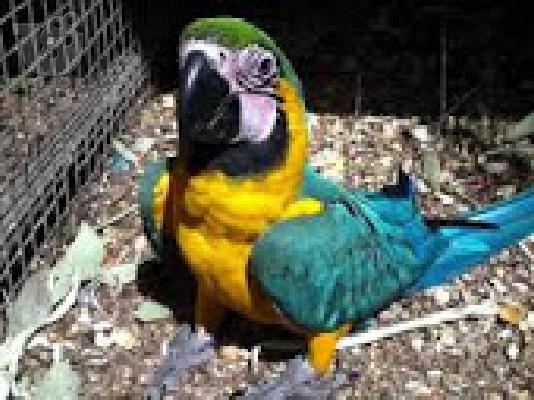 PoulaTo: scarlet παπαγάλος macaw για 200 ευρώ