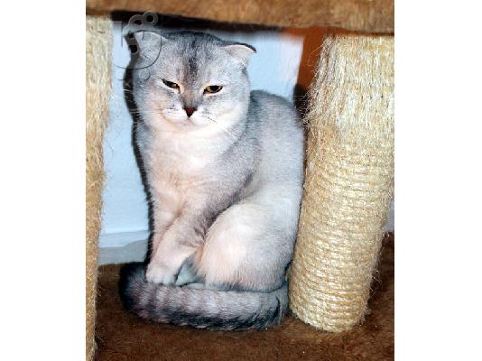 Μοναδικό αρσενικό Scottish Fold