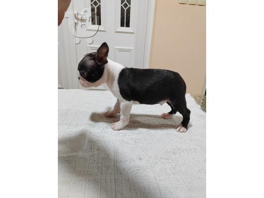 Κουτάβια Boston Terrier προς πώληση