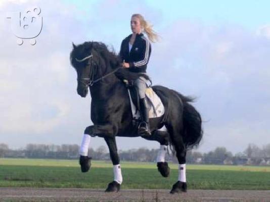 Friesian Horse Gelding Marcos