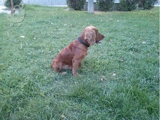 ΔΙΑΘΕΣΙΜΑ ΚΑΘΑΡΟΑΙΜΑ ΚΟΥΤΑΒΙΑ COCKER SPANIEL (KOKER ESPANIEL-ΚΟΚΕΡ ΣΠΑΝΙΕΛ)...