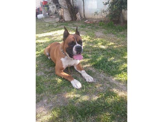 boxer