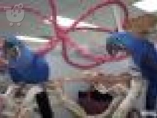 ΠΑΠΑΓΑΛΟΣ Μακάο Υάκυνθος ζακο μακαο κακατουα τοκο τουκαν  :...
