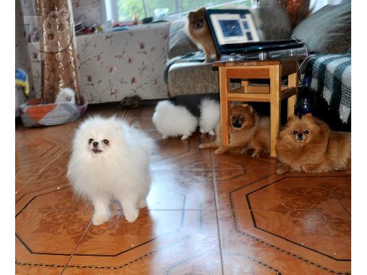 pomeranian boo