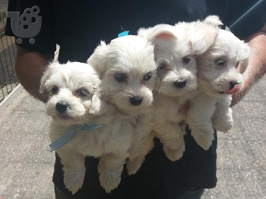 PoulaTo: Maltese