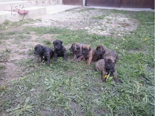 Presa Canario (Dogo Canario) καθαρόαιμα με Pedigree κουταβια
