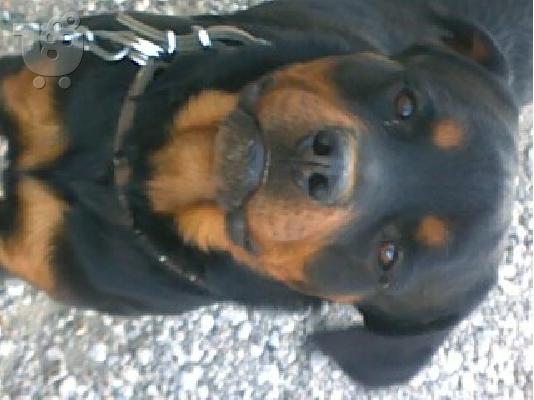 ROTWEILER KOYTABIA KAΘΑΡΟΑΙΜΑ ΠΩΛΟΥΝΤΕ τηλ 2296043788