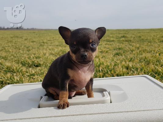 PoulaTo: Pinscher toy