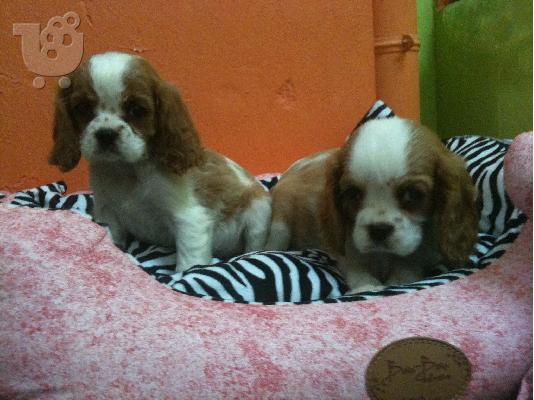 PoulaTo: CAVALIER KING SPANIEL- ΚΑΒΑΛΙΕΡ