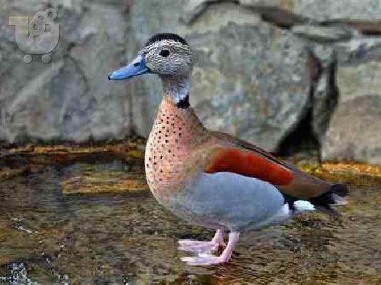 PoulaTo: RING TEAL