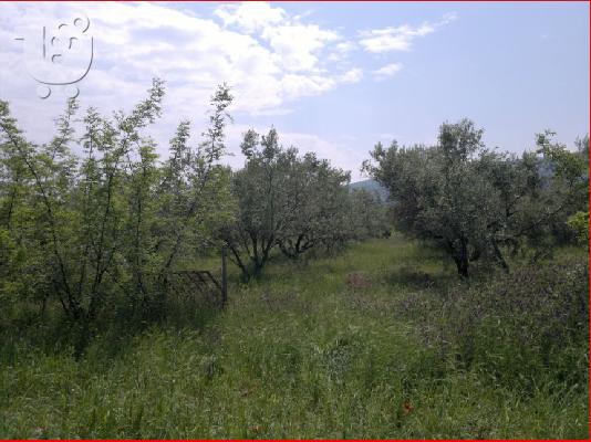 ΛΕΠΤΟΚΑΡΥΑ ΠΙΕΡΙΑΣ ΟΙΚΙΣΜΟΣ ΚΟΚΚΙΝΟΣ