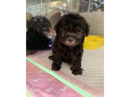 PoulaTo: Κουτάβια Maltipoo έτοιμα για νέα σπίτια