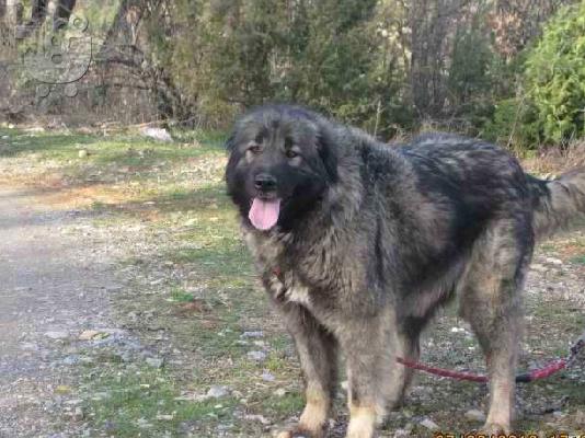 Caucasian Sheepdog-Ποιμενικός Καυκάσου