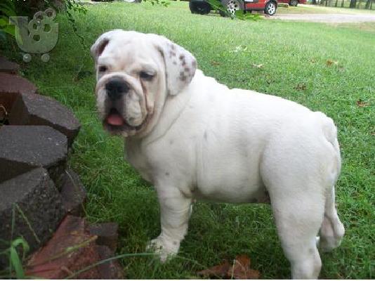 PoulaTo: Englisg Bulldog Πόιντερ