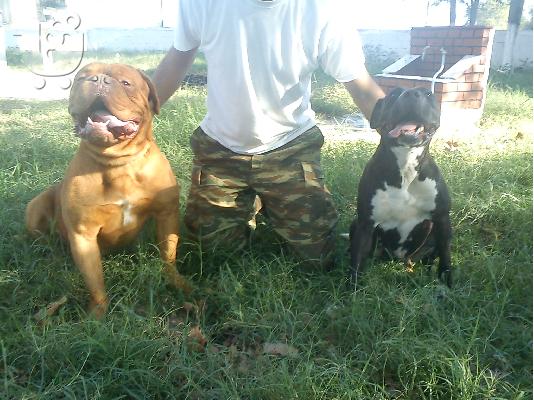 Dogue de bordeaux