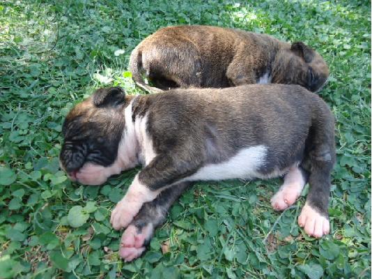 Boxer gia pwlhsh!!!