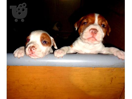PoulaTo: AMERICAN PIT BULL TERRIER