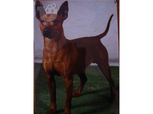 PoulaTo: 2 μικροσκοπικά Pinscher