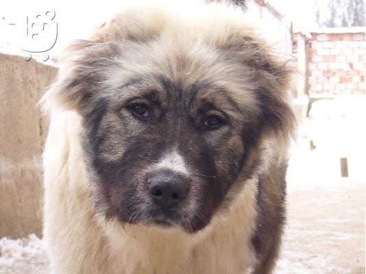 Caucasian Shepherd 