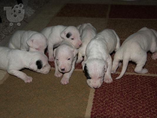 dogo argentino