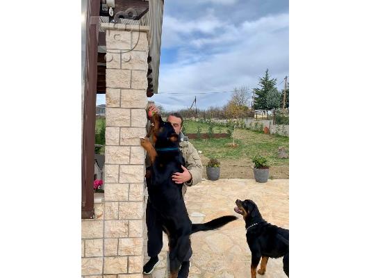 ROTTWEILER ΡΟΤΒΑΙΛΕΡ ΘΕΣΣΑΛΟΝΙΚΗ