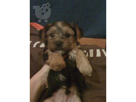 Πωλούνται κουταβάκια Yorkshire terrier