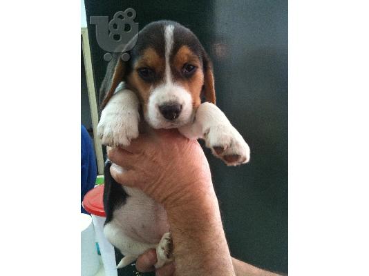 PoulaTo: BEAGLE KOYTABIA