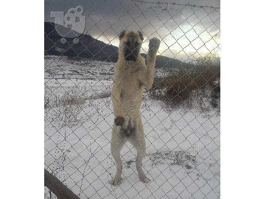 Turski kangal