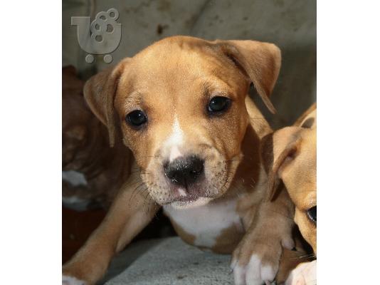 PITBULL REDNOSE