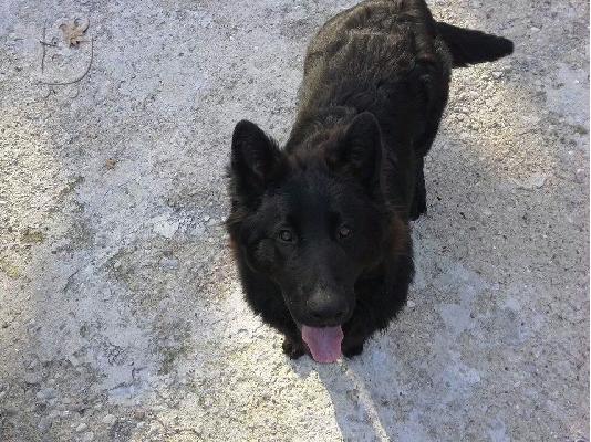 ΓΕΡΜΑΝΙΚΑ ΠΟΙΜΕΝΙΚΑ ΜΑΥΡΑ ΜΑΚΡΤΥΤΡΙΧΑ ΠΥΡΟΞΑΝΘΑ