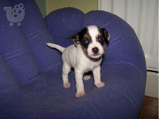 χαριτωμένα κουτάβια Jack Russel προς πώληση .