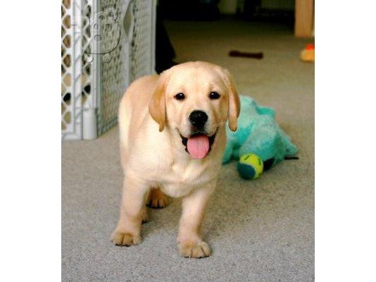 PoulaTo: labrador