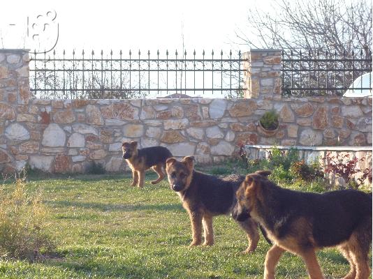 κουταβια γερμανικου ποιμενικου