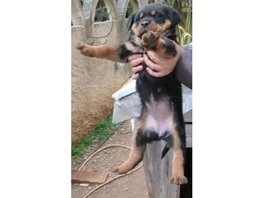 PoulaTo: ROTTWEILER - ΡΟΤΒΑΙΛΕΡ θηλυκό κουταβάκι..