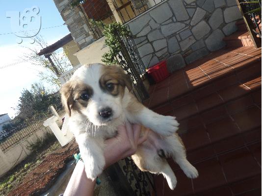PoulaTo: Xαρίζονται κουτάβια Jack russell terrier!!!!