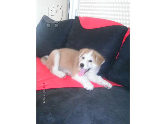 AKITA