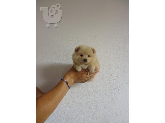 PoulaTo: POMERANIAN