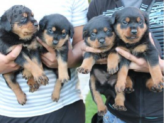 PoulaTo: ROTTWAILER