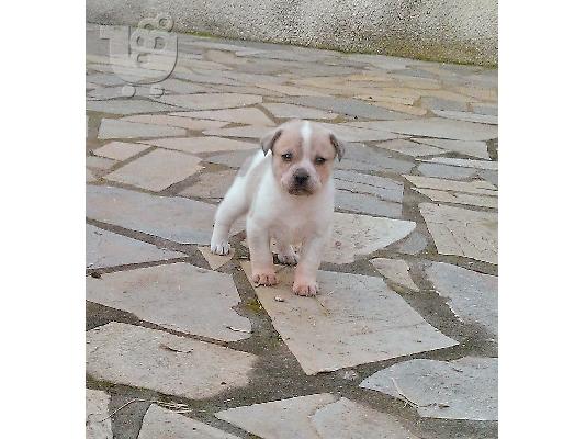 PoulaTo: ΕΥΚΑΙΡΙΑ PITBULL