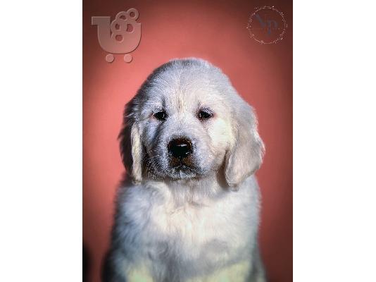 Κουτάβια Golden Retriever