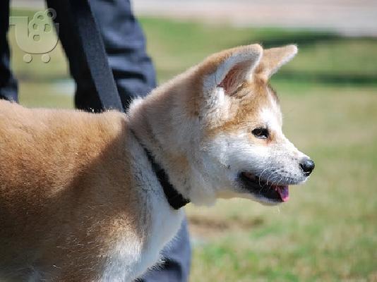 PoulaTo: Akita-Ακίτα Inu