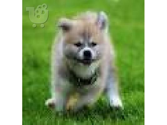 PoulaTo: Ακίτα Inu κουτάβια διαθέσιμα