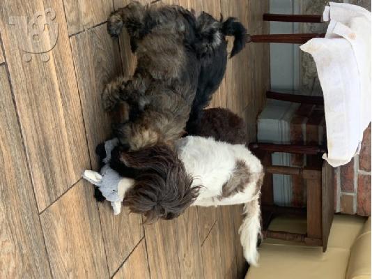 Όμορφα κουτάβια Havanese