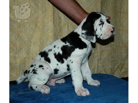 Υγιή Great Dane κουτάβια φορ Χριστούγεννα