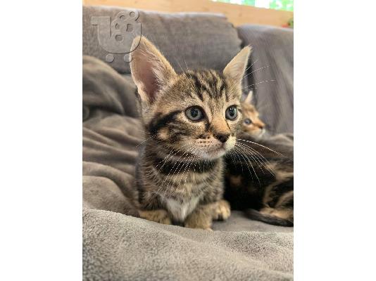 Bengal kitten for adoption and rehoming