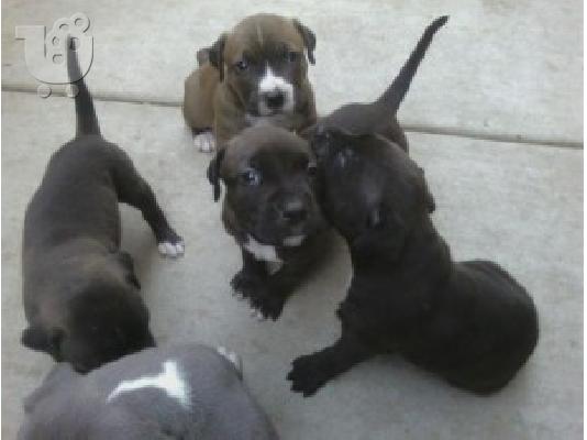 PoulaTo: Αμερικανικά κουτάβια Pit Bull