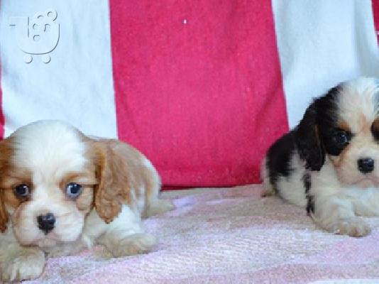 PoulaTo: Cavalier King Charles κουτάβια
