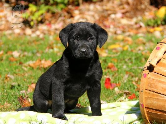 Τα κουτάβια Toy Labrador Retriever είναι έτοιμα