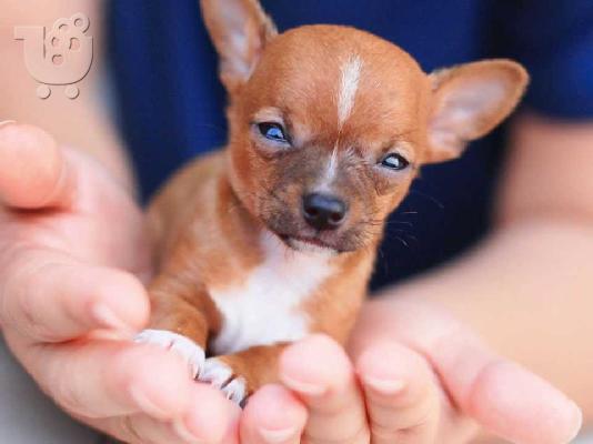 Lovely Chihuahua koutávia (arseniká kai thilyká)