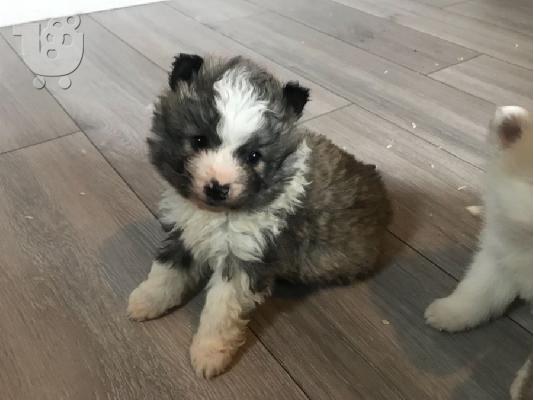 PoulaTo: Εκπληκτικά κουτάβια Pomsky